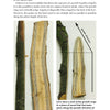 Two pieces of wood are shown: one with bark and one sliced to show straight growth rings. An arrow marks growth direction. "Teaching the Bow to Bend" by Schiffer Publishing, Ltd. explains how growth rings affect wood strength for bow making.