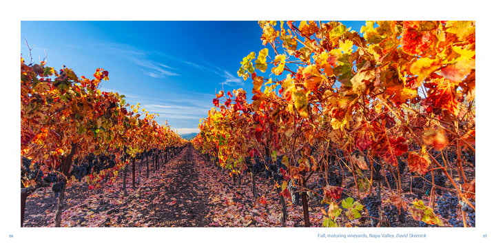 Rows of Vineyards of Napa Valley grapevines with vibrant red and yellow autumn leaves under a clear blue sky.