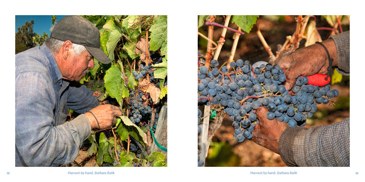 A worker hand-harvesting clusters of dark grapes in a Napa Valley vineyard, as featured in Vineyards of Napa Valley by Schiffer Publishing, Ltd.