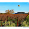 A hot-air balloon floats over rows of dormant grapevines in the Vineyards of Napa Valley by Schiffer Publishing, Ltd.
