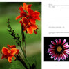 Showcased from "The Art of Flower Photography" by Schiffer Publishing, Ltd.: Left—a cluster of orange-red flowers with green stem and blurred background; right—a close-up of a pink-and-white daisy with yellow center on black.