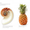 A book spread from "Papercutting" by Schiffer Publishing, Ltd. presents text on geometry and Fibonacci, with images of a spiral seashell and pineapple to illustrate natural spiral patterns and mathematical symmetry in art.