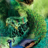 A woman in a green dress holds a glowing orb above green grass, symbolizing spiritual growth. A vibrant peacock stands below, orange flames border the bottom, and "PURIFICATION" appears near the flames. Transformation Oracle by Schiffer Publishing, Ltd.
