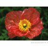 Capture the beauty of nature with "The Art of Flower Photography" by Schiffer Publishing, Ltd., featuring stunning images like a vibrant red field poppy with delicate petals and a bright yellow center against a lush green backdrop.