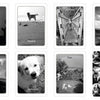 Eight black-and-white photos of a dog in different settings—labeled with captions like "waiting by a window" and "standing on a beach"—from Simple Wisdom of the Household Dog by Schiffer Publishing, Ltd., ideal for dog-inspired tarot or oracle cards.