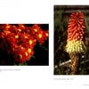 A striking outdoor photo from "The Art of Flower Photography" by Schiffer Publishing, Ltd. features vibrant orange and yellow daisies on the left and a single upright torch-like red and yellow flower on the right.