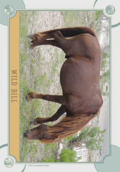 A brown Chincoteague Pony with a long mane grazes on sparse grass in a sandy area, green shrubs behind. The border reads WILD BILL—a scene from Schiffer Publishing's Chincoteague Pony Identification Cards.