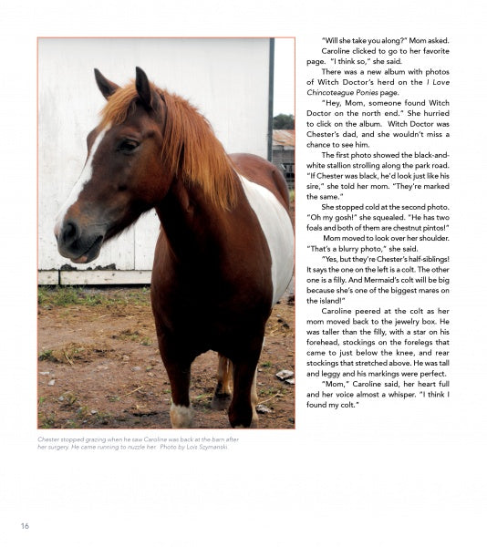 A brown and white Chincoteague Pony foal stands before a white building with a brown roof, evoking the calm charm of “The True Story of Quintilius” from Schiffer Publishing, Ltd.
