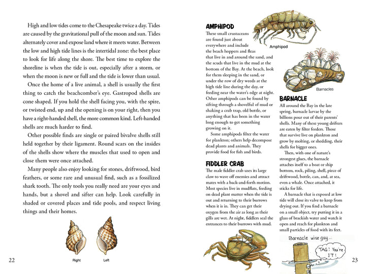 Pages 22–23 of Awesome Chesapeake by Schiffer Publishing, Ltd. feature sketches on tides and seashells, plus colorful illustrations of amphipods, barnacles, and fiddler crabs—Chesapeake Bay creatures—all designed for elementary education.